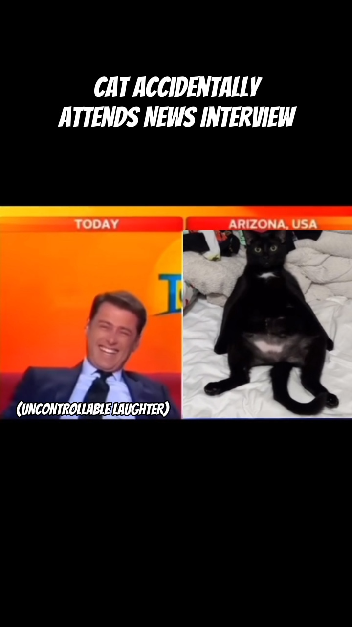 Mira A Ese Gato