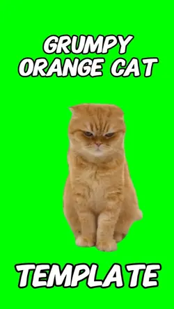 Grumpy Orange Cat
