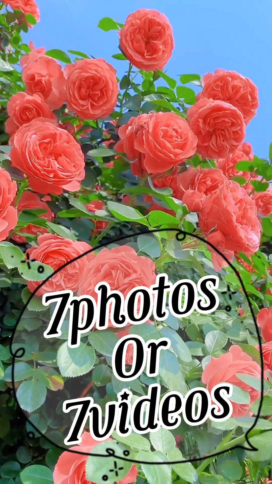 7foto / video