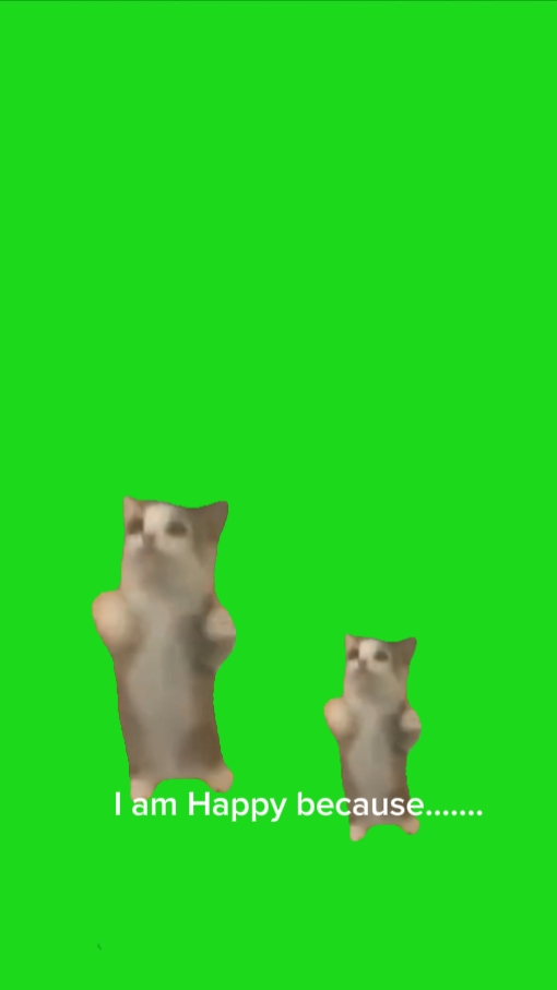 Gato feliz feliz