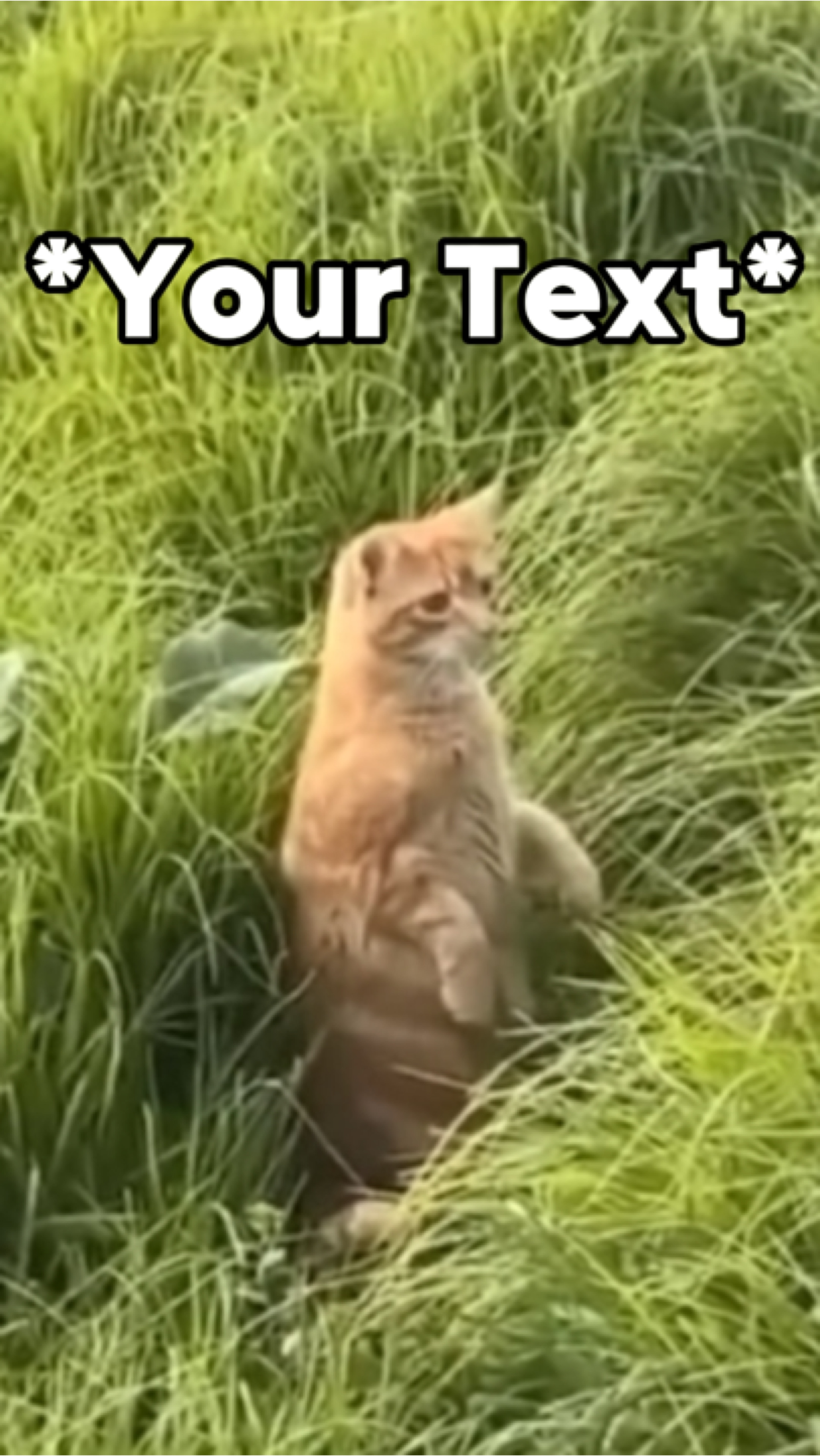 Cat meme