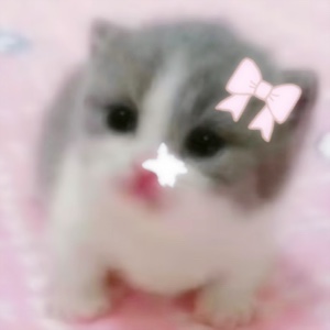 Gatitos tontos 