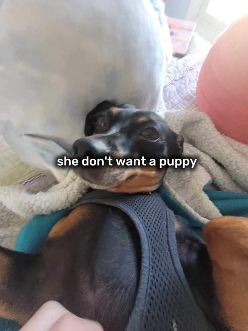 Ainda amo Roscoe 