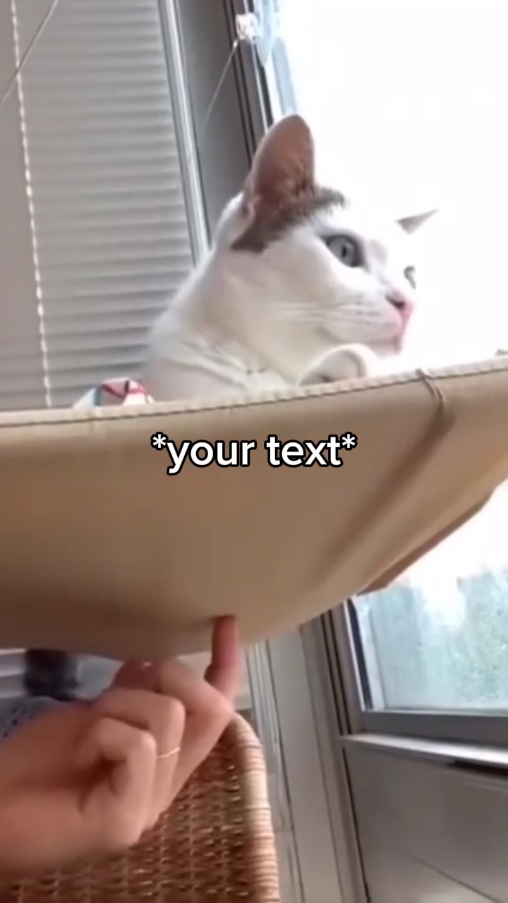 고양이 가을 밈
