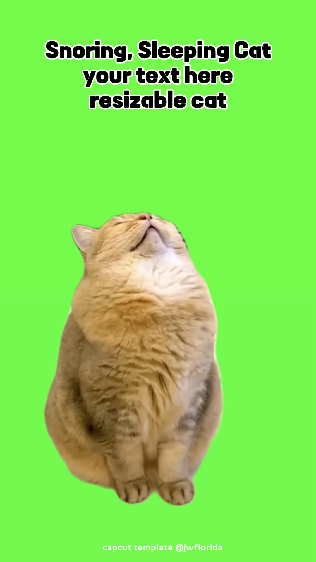 Kucing Mendengkur Tidur