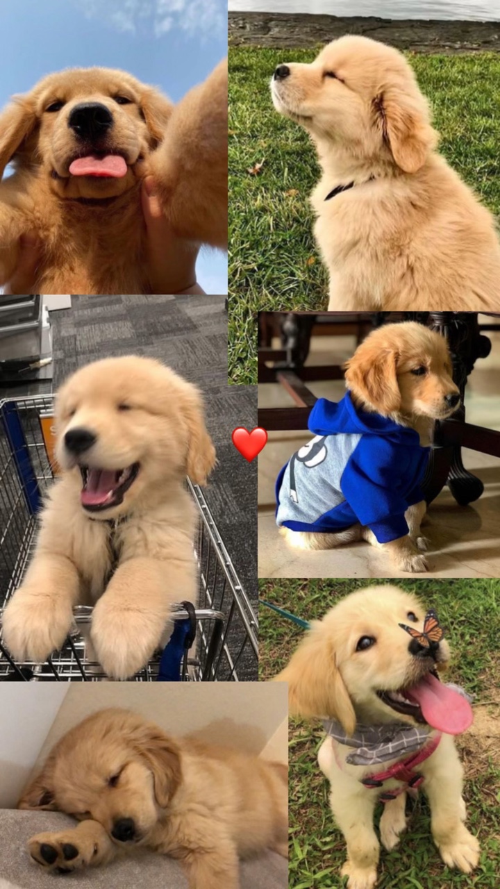 VOTRE ANIMAL DE COMPAGNIE ❤️‍🩹