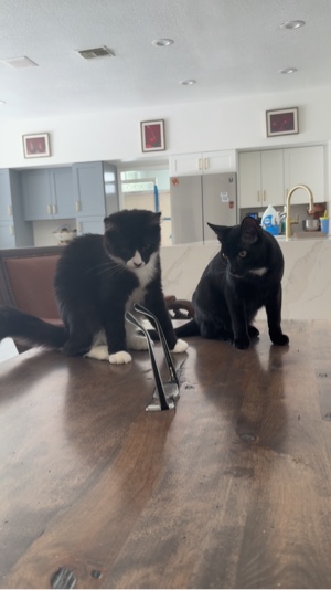 Cat Mischief 