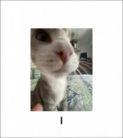 Cat meme