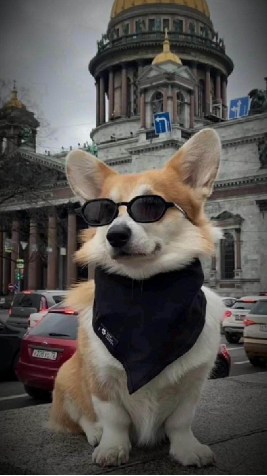 dog city