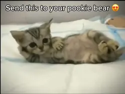 Pookie Cat 