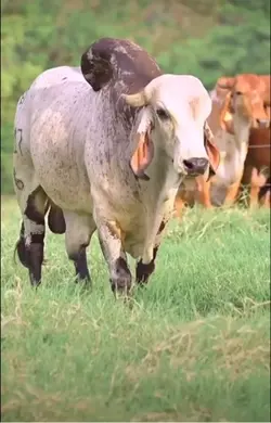 Brahman cows >>>