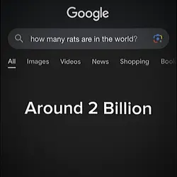 2 billion rats