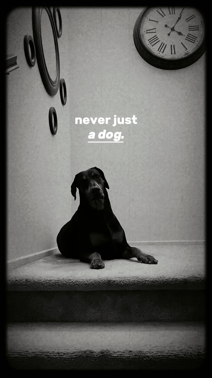 Nunca solo un PERRO...