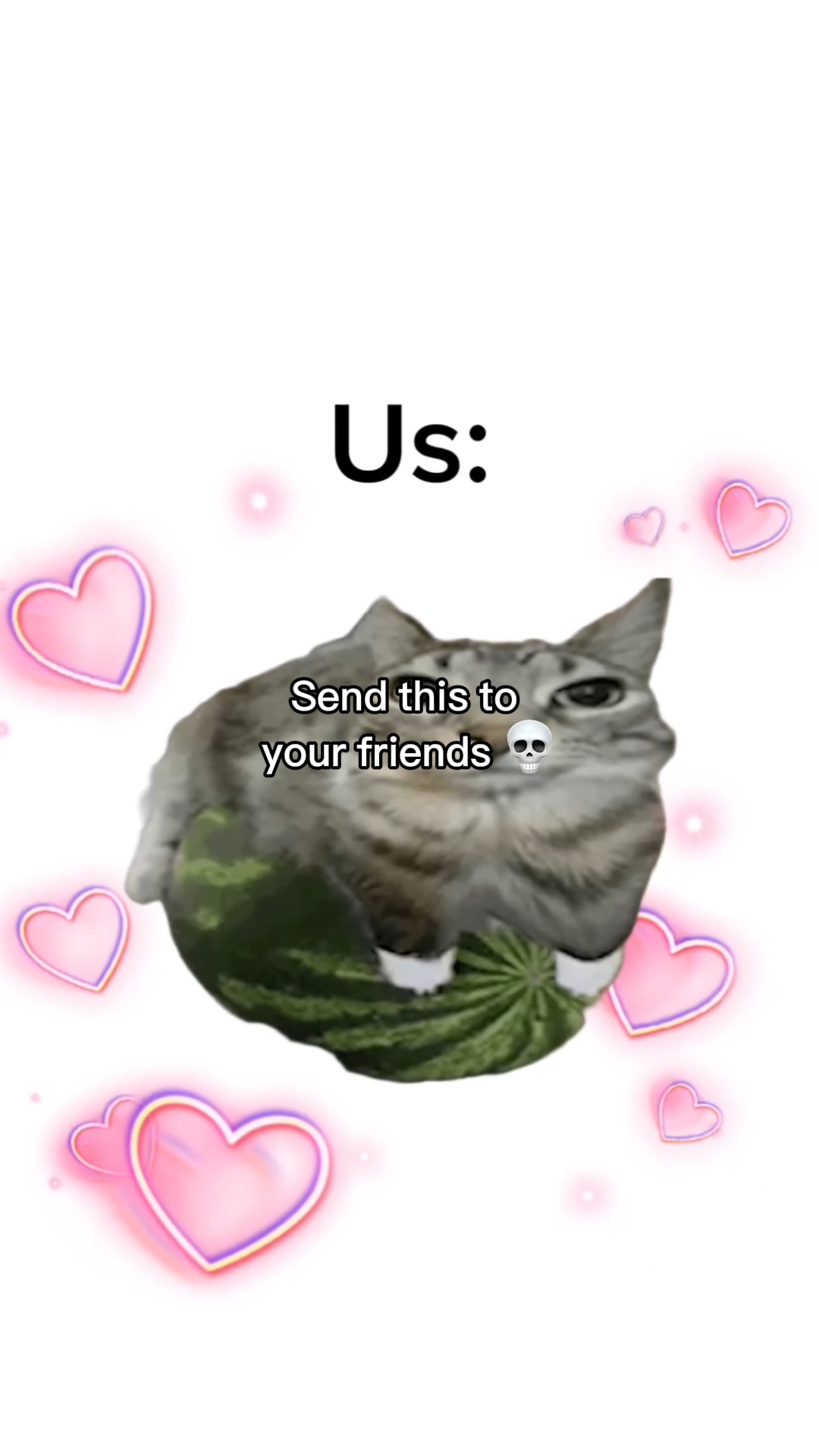 고양이 수박