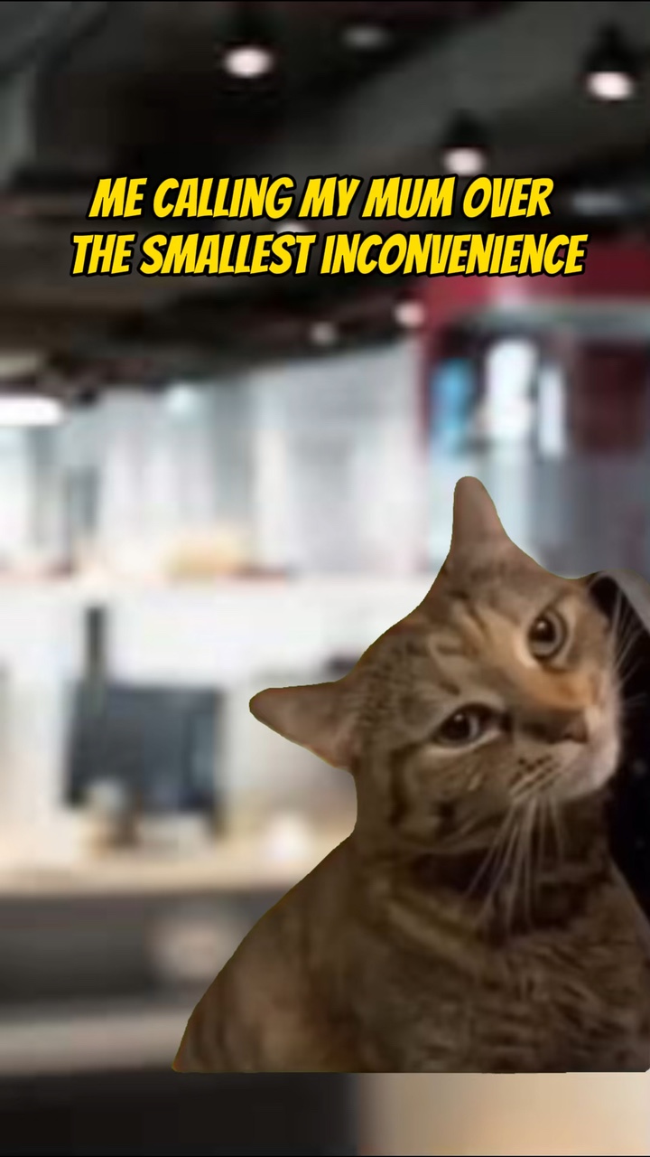 Kedi telefonu meme 