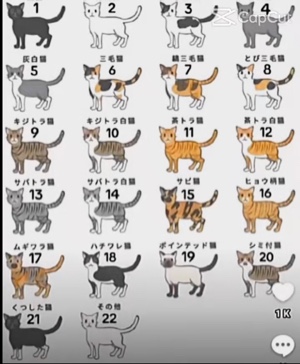 Chats😍