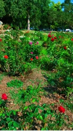 Roses leaves 