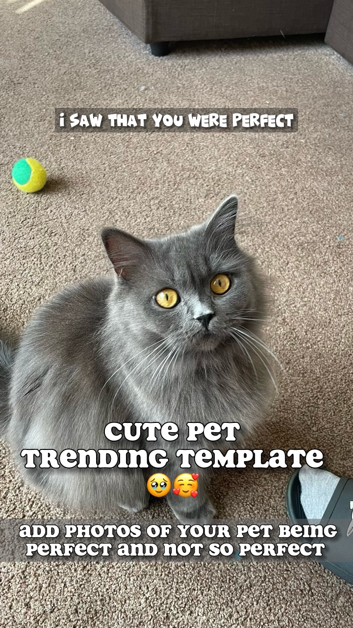 Haustier-Trend🐾♥️