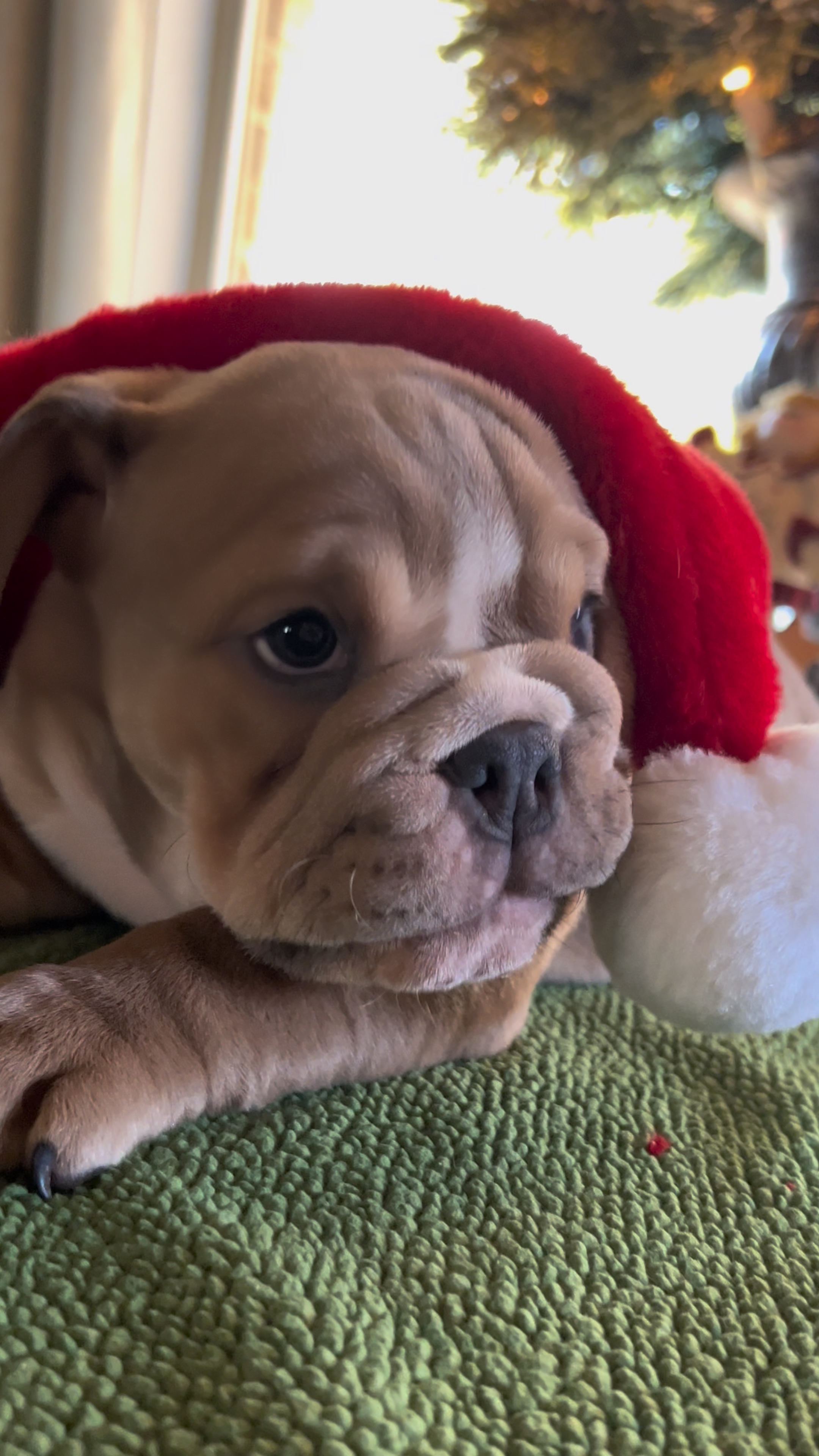 English Bulldog 
