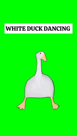 WHITE DUCK DANCING