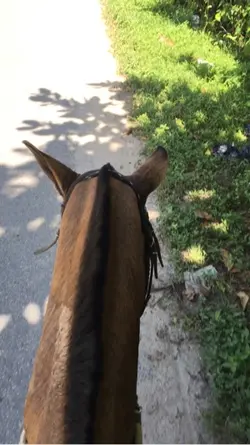 Cavalo