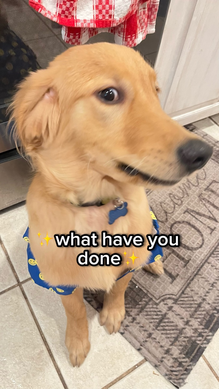 Köpek Şablonu 