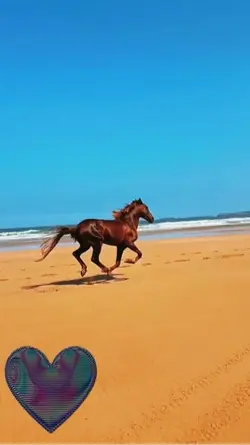 Bronco
