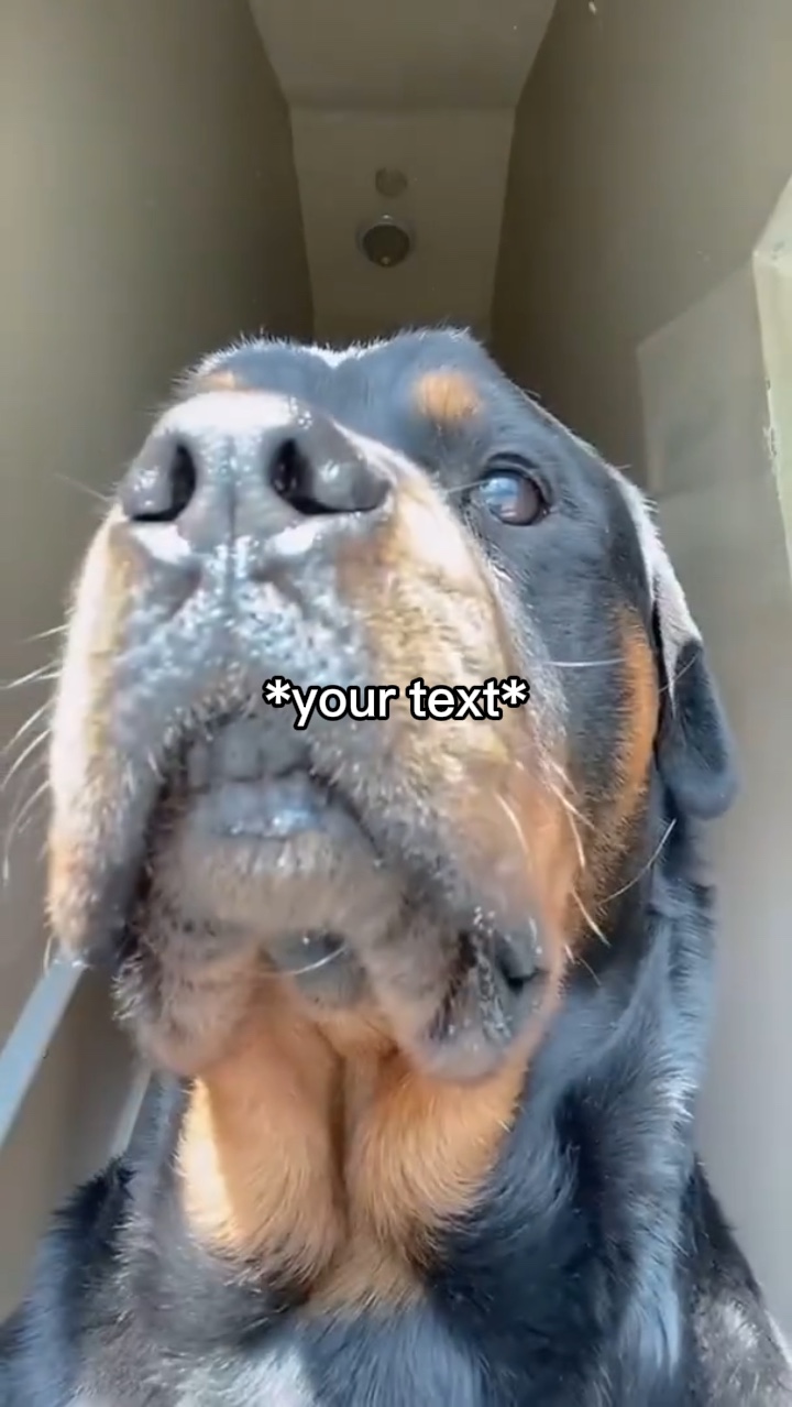 Hundekamera-Meme