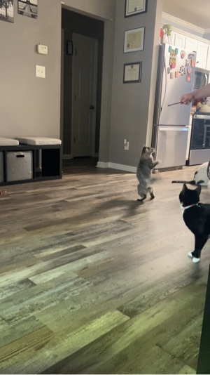 Cats 