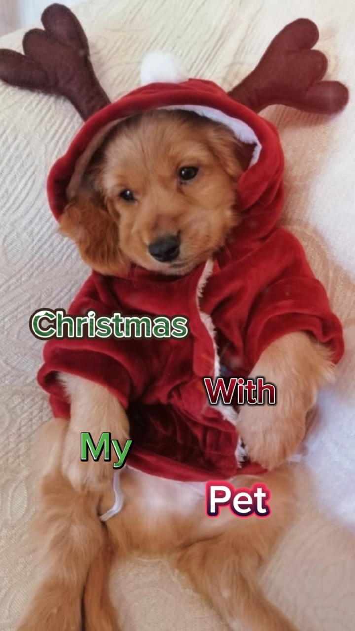 Mascotas navideñas 🎅🏻🎄