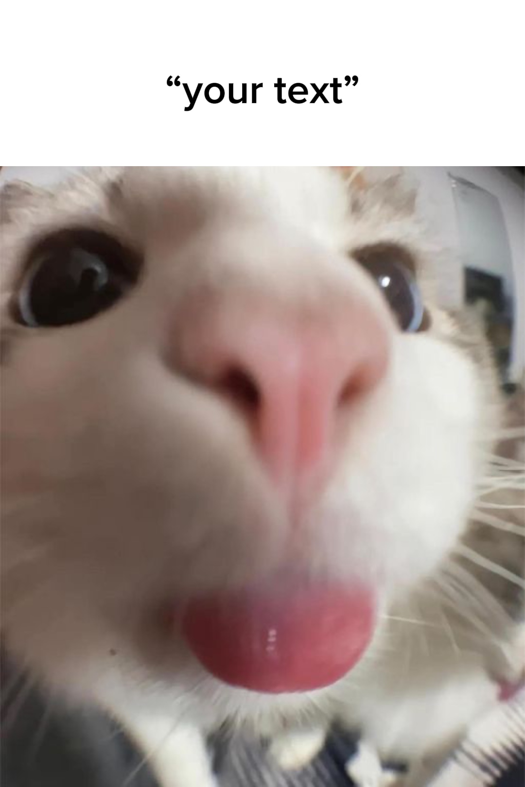 Fyp | | gato divertido