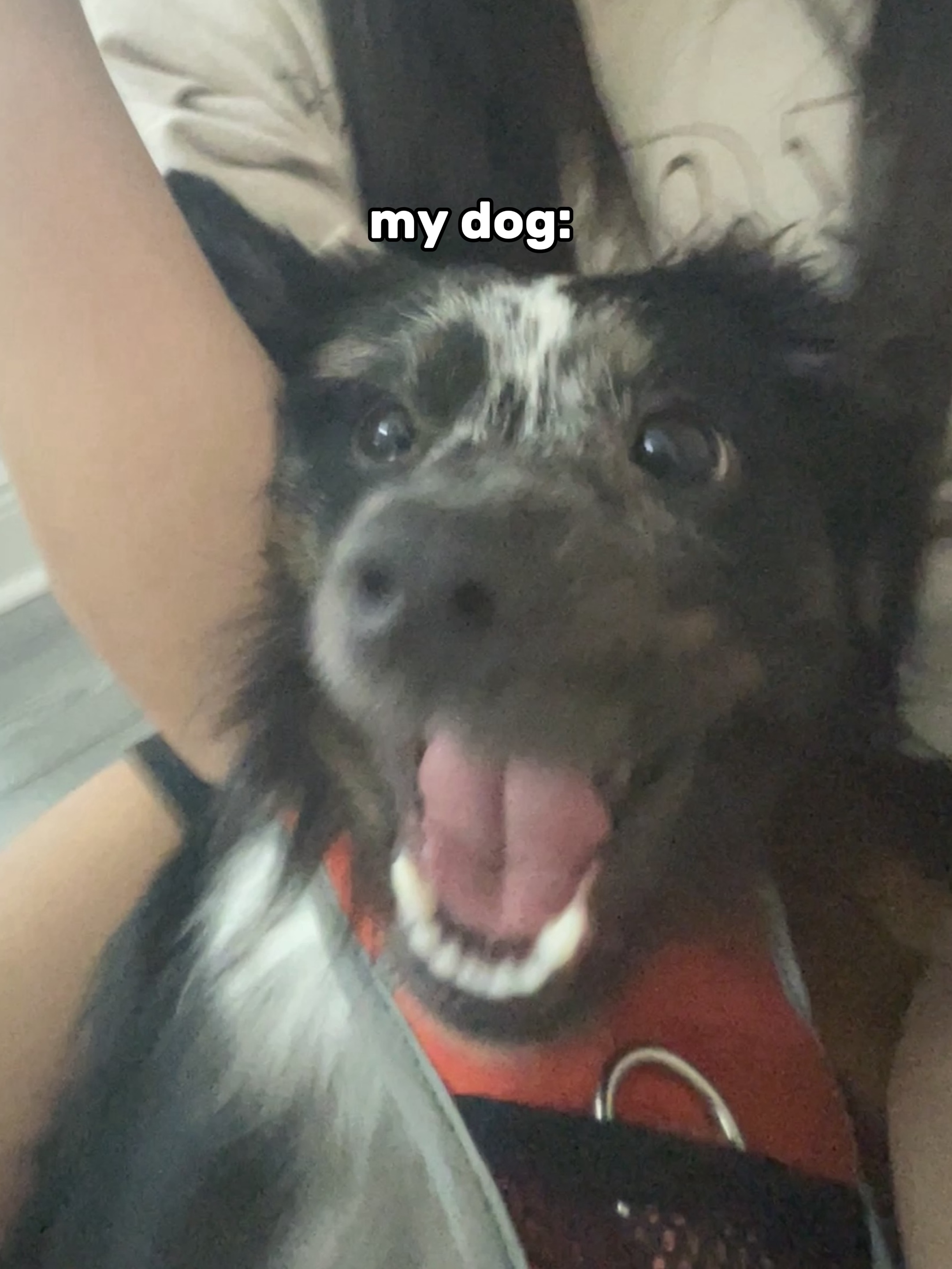 “ur dog is so scary😟