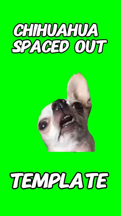 Dog Spaced Out