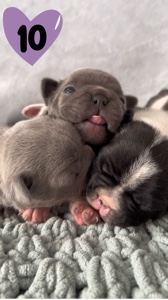 Top 10 Best Puppies