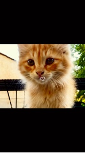 Kedi günlük hayatı