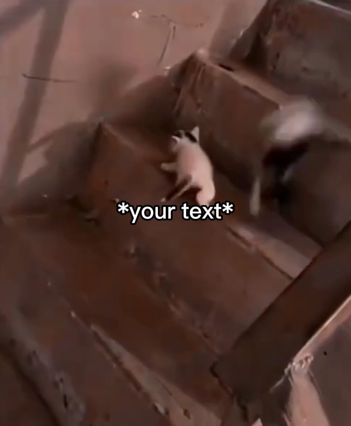 Meme tangga kucing