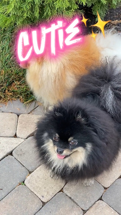 Cutie pets 