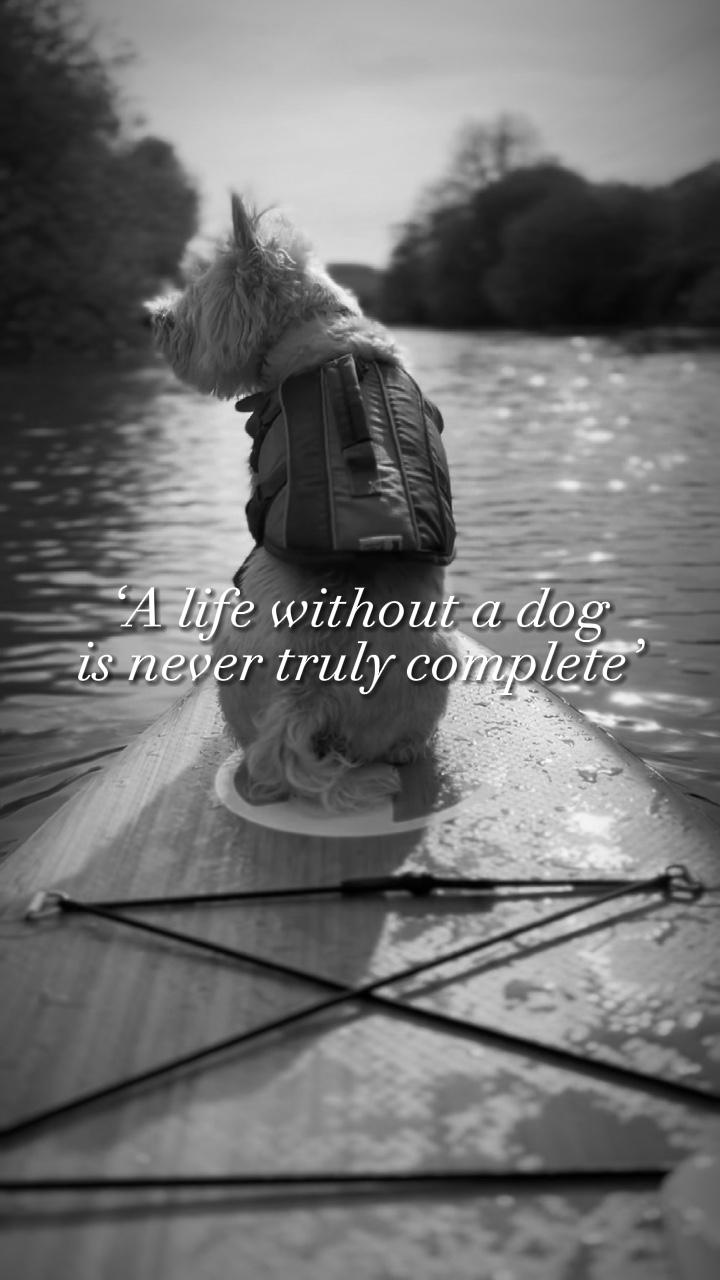 Ein Leben ohne Hund