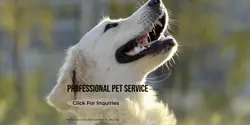 Pet industry Product Display