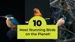 Youtube Thumbnail Learning