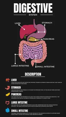 Non-marketing Infographics Digestive System