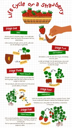 Non-marketing Infographics
