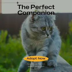 Pet industry General