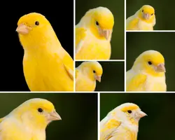 Non-Marketing Photo Collage Yellow Animal