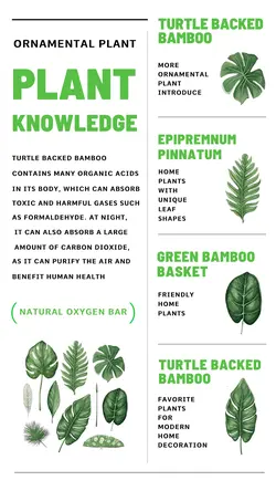 Education Plant Knowledge Minimalist