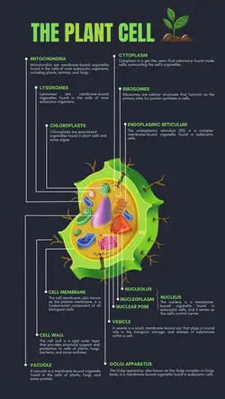 Non-marketing Infographics Plant Cell