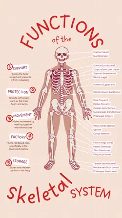Non-marketing Infographics Skeletal System