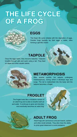 Non-marketing Infographics Life Cycle of A Frog
