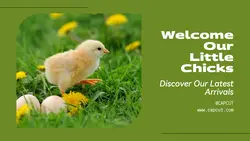 Pet industry New arrivals
