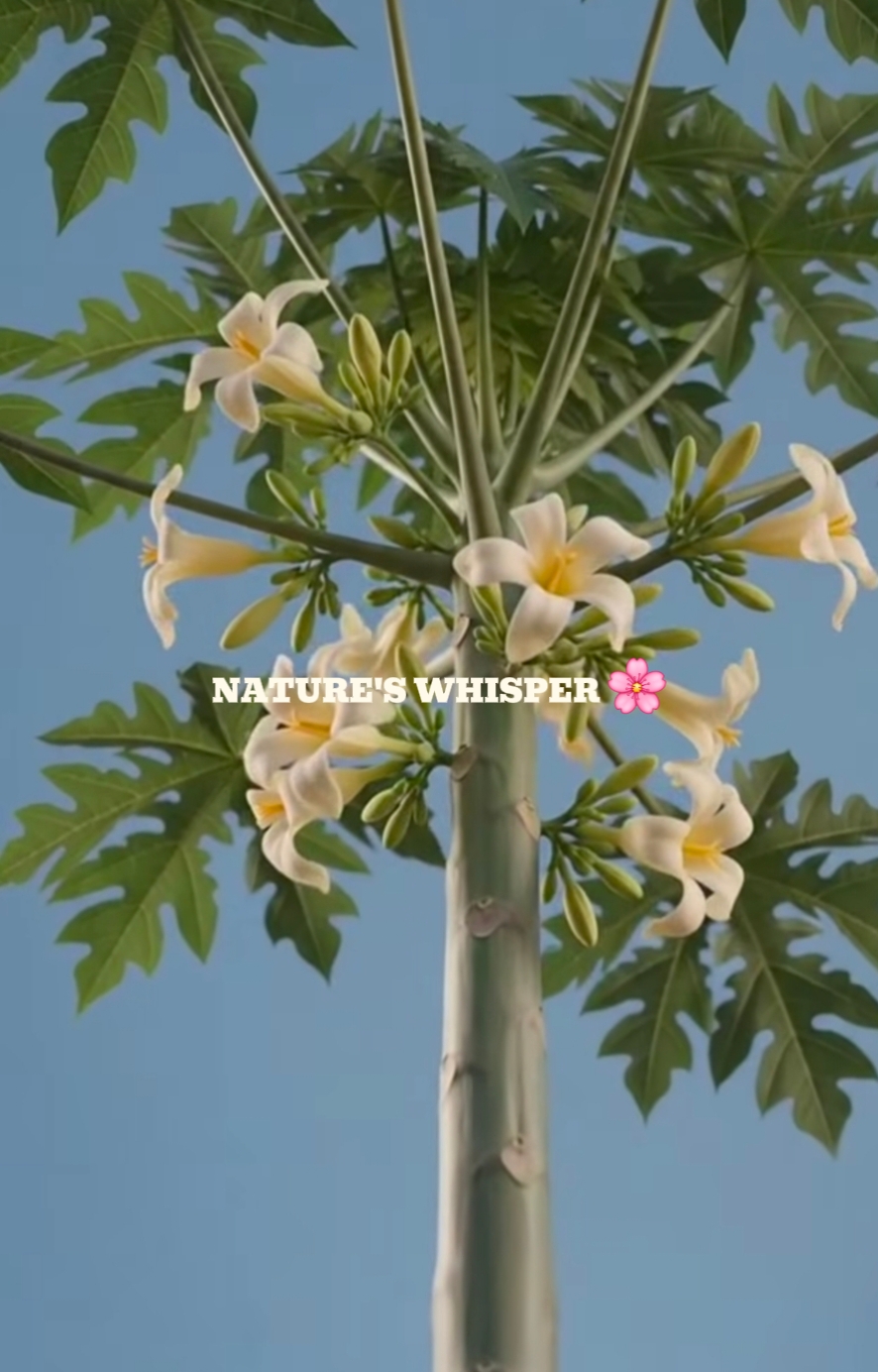 papaya,  lechosa 